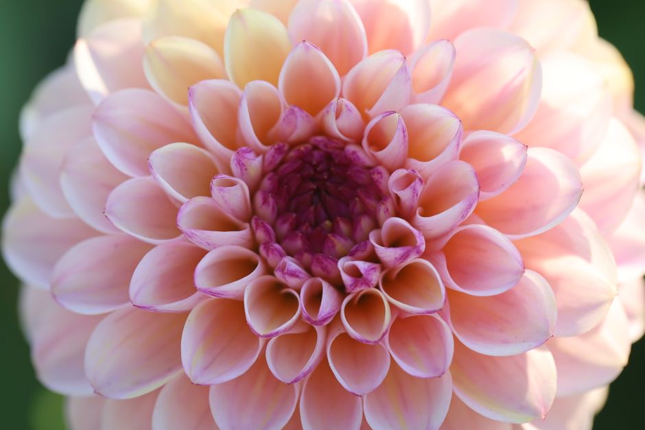 High-detail close-up of a pink Dahlia flower highlighting its intricate petal arrangement.